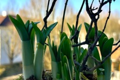 Coming_spring